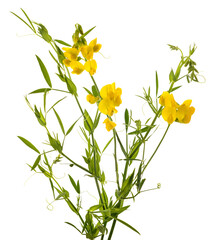 Meadow vetchlingplants with  flowers