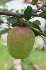 Fresh Green Apple Growing on Tree Branch tree