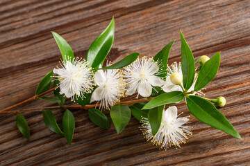 Common myrtle branch with flowers