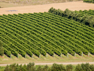 View from above of rows of grapevines in a vineyard
