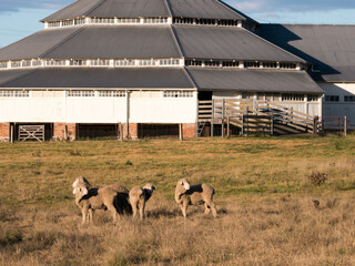 Sheep standing in front of the Deeargee Shearing Shed