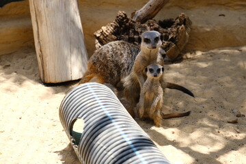 A charming photo series featuring a family of meerkats in their sandy habitat. The images capture...