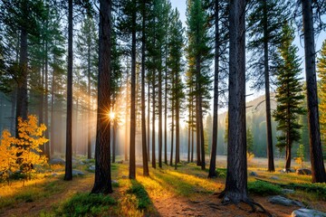 Obraz premium Sun shining through trees in autumn forest at sunrise