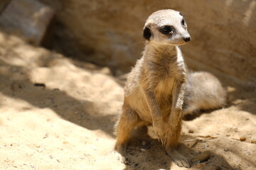 A charming photo series featuring a family of meerkats in their sandy habitat. The images capture natural behavior such as resting, digging, watching the surroundings, and interacting with each other.