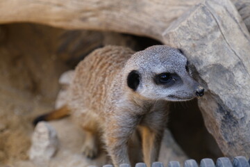 A charming photo series featuring a family of meerkats in their sandy habitat. The images capture...