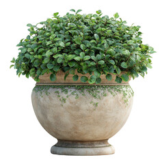 Garden urn planter with with lush greenery isolated on transparent background.