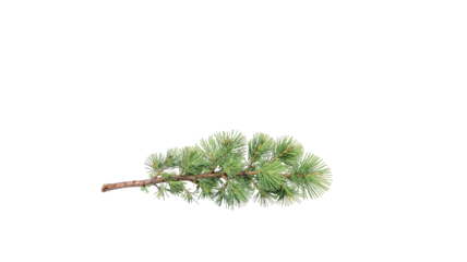 fir branches png