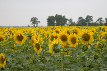 Russia Zaporozhye region landscape on a cloudy autumn day