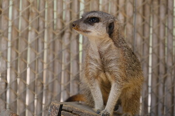 A charming photo series featuring a family of meerkats in their sandy habitat. The images capture...