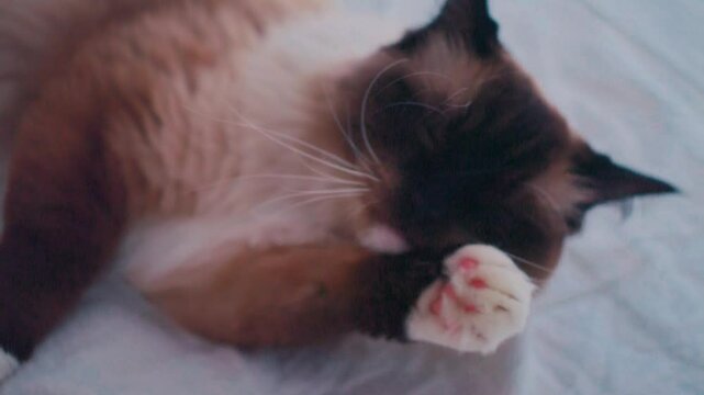 cute ragdoll cat licking it's paw, white brown furry cat in bright interior setting cute cat with blue eyes in slowmotion, purebred