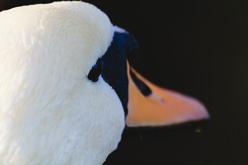 White swan with a orange beak on black background