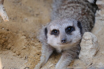 Fototapeta premium A charming photo series featuring a family of meerkats in their sandy habitat. The images capture natural behavior such as resting, digging, watching the surroundings, and interacting with each other.