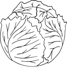Vector illustration of a cabbage. Whole cabbage in black and white line art illustration. Black And White Cabbage Outline Fresh Vegetable Illustration