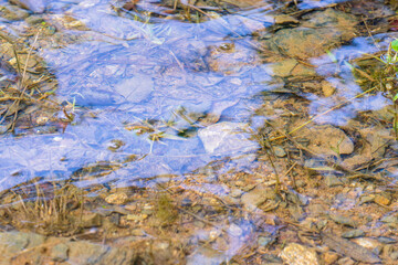 初夏の湖水の水面が波打つ14