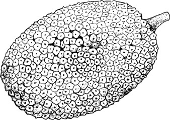 Vector of Jack fruit. Vintage jackfruit engraving, hand-drawn tropical fruit sketch, black and white old engraving style, trendy botanical decor, large exotic fruit illustration, natural history print