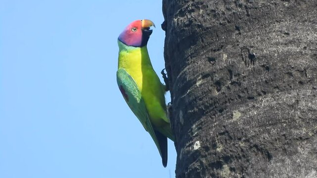 Parrot watching and relaxing on tree .