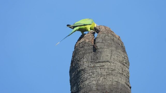 Parrot relaxing on tree . waiting for food .