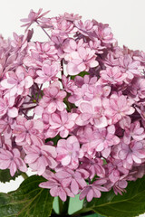 I received flowers when I retired. I took a picture of some of them.