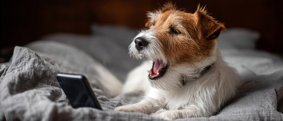 A jack russell terrier yawning while lying on a bed next to a mobile phone device