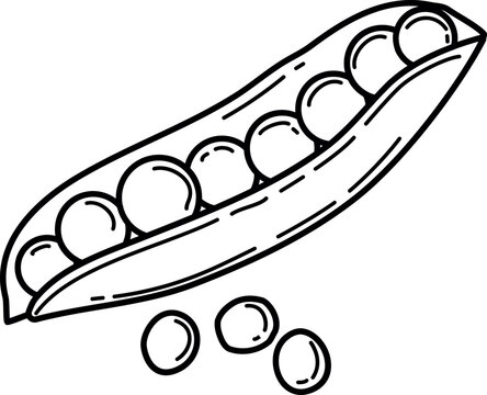 Vector illustration of a pea pod with several peas. Peas in a pod with several peas falling out of the pod
