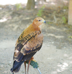 tawny eagle, tawny eagle, aquila rapax, bird trained for falconry