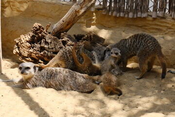 A charming photo series featuring a family of meerkats in their sandy habitat. The images capture...