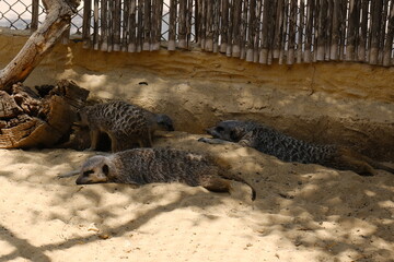 A charming photo series featuring a family of meerkats in their sandy habitat. The images capture natural behavior such as resting, digging, watching the surroundings, and interacting with each other.