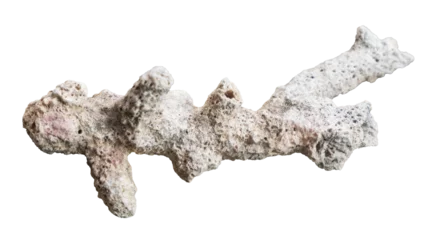 Selbstklebende Fototapeten Korallentiere coral reef isolated on white  © PAKERTI