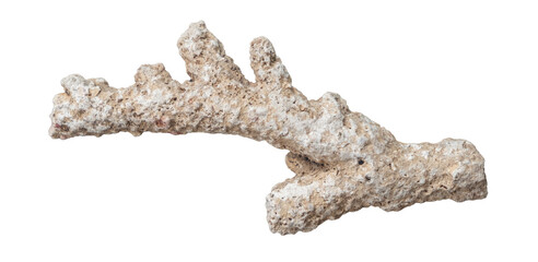 old coral reef on white background isolated