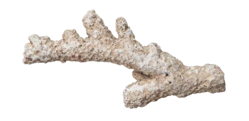 Fototapeten Korallentiere old coral reef on white background isolated  © PAKERTI