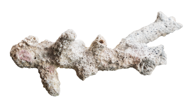 coral reef isolated on white