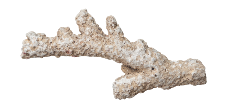 old coral reef on white background isolated