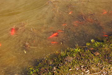 Vivid goldfish swim near grassy pond edge in murky water