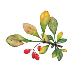 Watercolor botanical hand-drawn illustration of an autumn branch with colorful leaves, red berries on transparent background. Perfect for seasonal decorations, greeting cards, invitations, packaging 