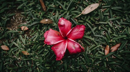 Crimson bloom amidst verdant blades: A floral embrace in the heart of nature's serenity