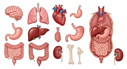 Human Anatomy Detailed Illustrations of Major Organs and Systems