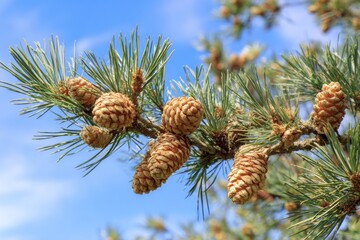 Fototapeta premium Pine cones and branch against blue sky A serene nature scene ideal for backgrounds, textures, and botanical illustrations.