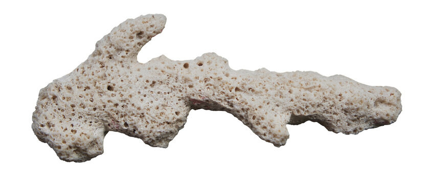 dry coral reef isolated on transparent background