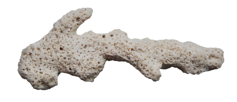 dry coral reef isolated on transparent background