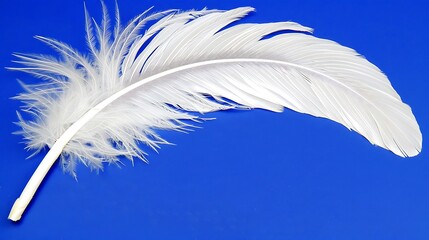 Elegant white feather resting on a vibrant blue background studio photography