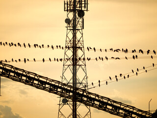 Galahs silhouetted on wires with a mobile phone tower