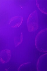 Luminous Jellyfish Drifting in Violet Hues of Deep Ocean Waters