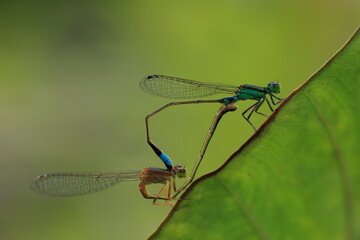 Damselfly is mating on a leaf .A mating pair form a shape known as a 