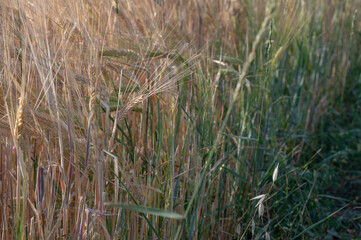 Golden wheat field with green grass and sunlight illuminating the natural landscape