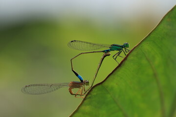Damselfly is mating on a leaf .A mating pair form a shape known as a 