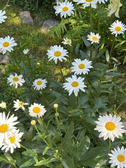 Meadow with many beautiful natural daisies