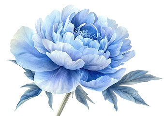 Detailed close-up of a single, vibrant, light blue peony flower,  with delicate leaves.  Soft, almost pastel shading
