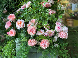 Beautiful bouquet of pink roses and green leaves asparagus.