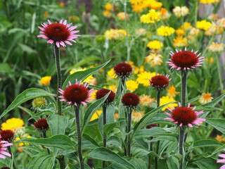 Im Blumenbeet