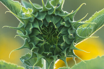 kwiat słonecznika w polu latem © Henryk Niestrój